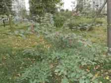 钓鱼嘴半岛 静江花园二房47万