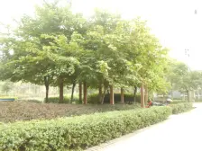 巴国城 银海方舟三房80万