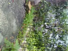 青城雅舍 1室1厅 东南