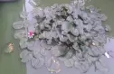 左安漪园实景图